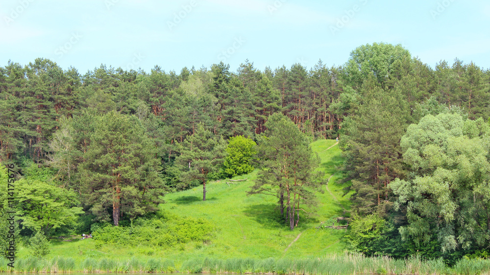 green trees on the edge of a forest