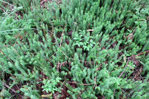 brushwood of Hypnum cupressiforme in the forest
