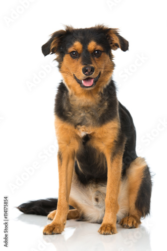 Fototapeta Naklejka Na Ścianę i Meble -  Sitzender Mischlingshund