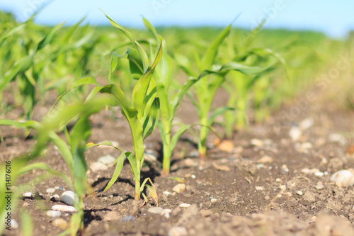 Young corn grwoing on field low focus