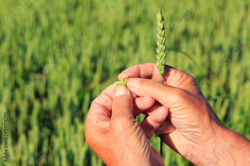 Farmer testing wheat crops on field