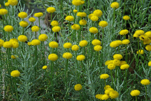 Santoline jaune au printemps dans le maquis corse photo