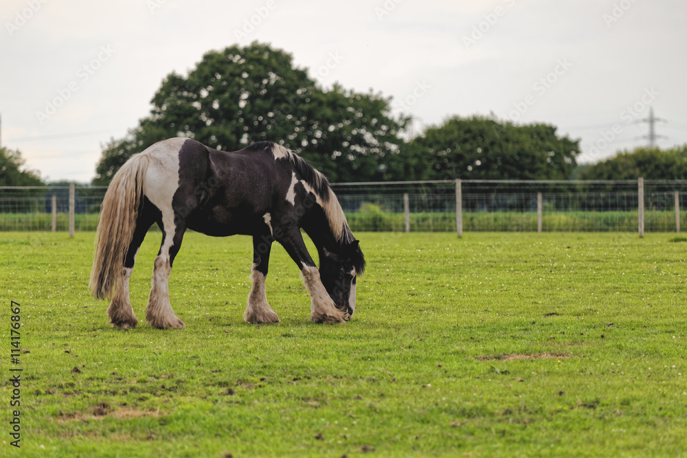 Fototapeta premium horse