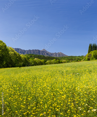 Yellow flower fields with mountain and blue sky background