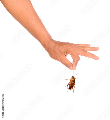 Men hand holding brown cockroach on white background