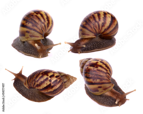 set of Snail isolated on white background