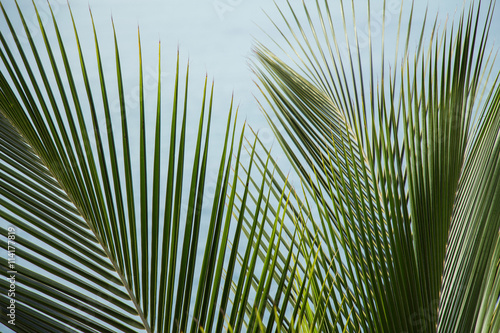 branch of palms