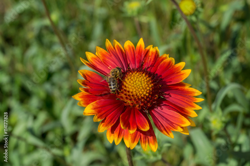 flower close up