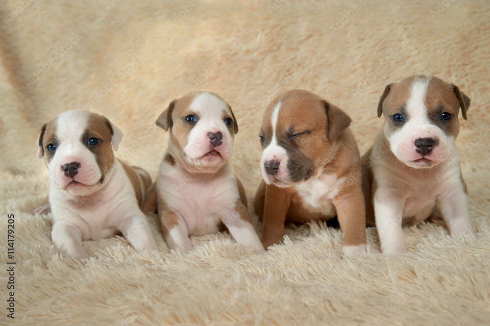 four adorable staffordshire terrier puppies