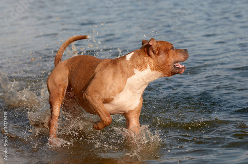 American Staffordshire Terrier wading in the inlet water