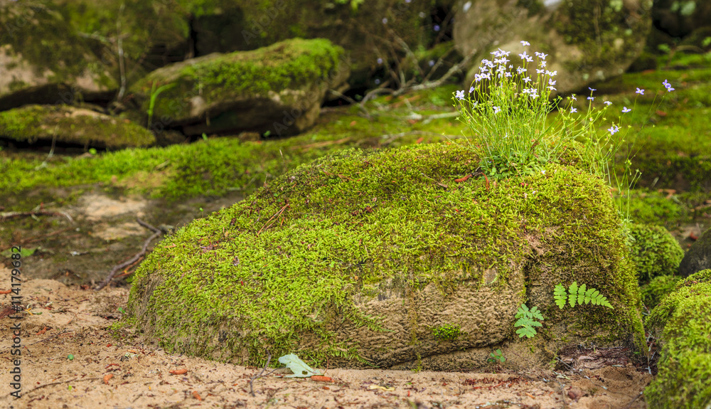 Moss and wildflowers