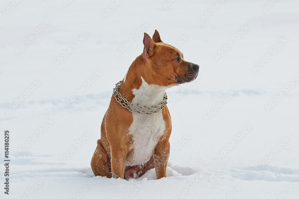 American Staffordshire Terrier dog siting in the snow