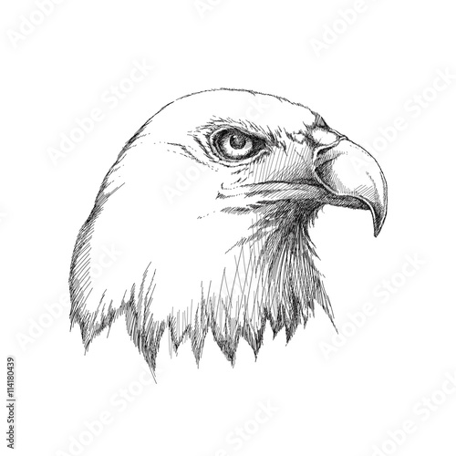 Vector sketch of bald eagle head profile in black isolated on white. Design element for United Stated Independence Day or July fourth. Decor with Eagle for greeting cards, banners or templates.