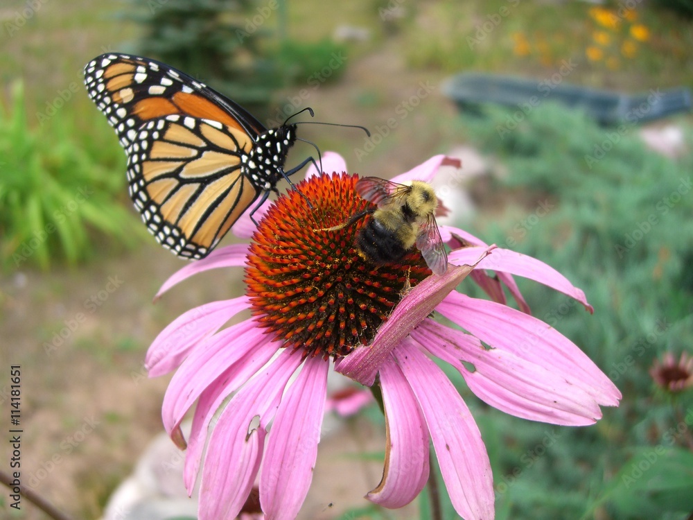 Fototapeta premium Monarch butterfly and bumblebee on same flower, covered in pollen