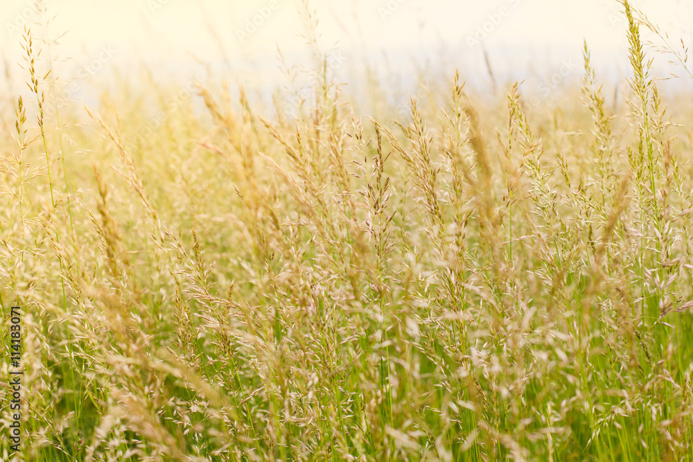 Fototapeta premium Spring Grass Plant