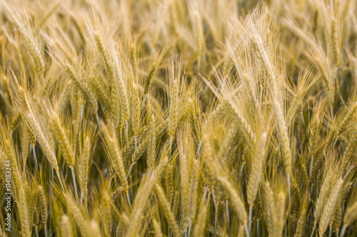 Golden barley fields at summer sunny day. © mitarart