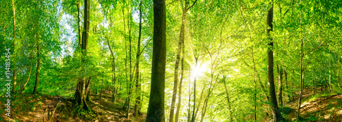 Fototapeta Naklejka Na Ścianę i Meble -  Wald Panorama mit Sonnenstrahlen