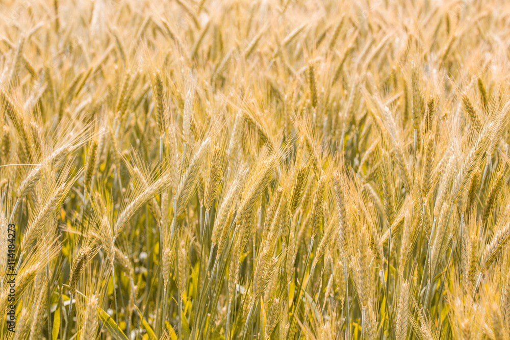 Fototapeta premium Golden Barley Fields