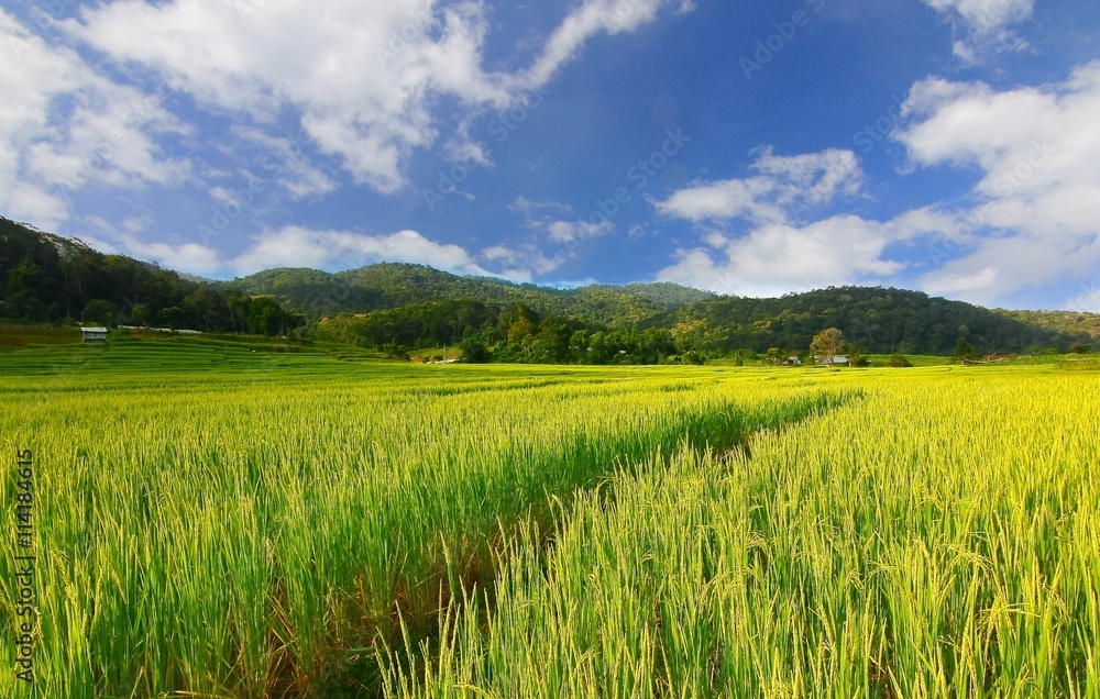 rice terrace at chiangmai , thailand rice terrace at chiangmai , thailand