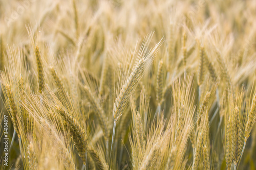 Golden Barley Fields