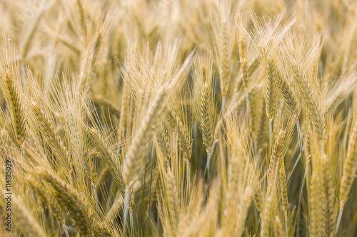 Golden Barley Fields © mitarart