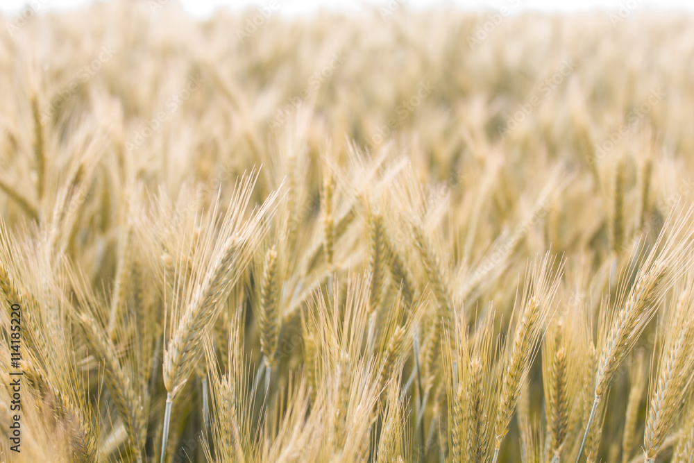 Fototapeta premium Golden Barley Fields