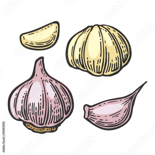 Garlic with slices isolated on white background. Vector vintage engraving Illustration for menu, web and label
