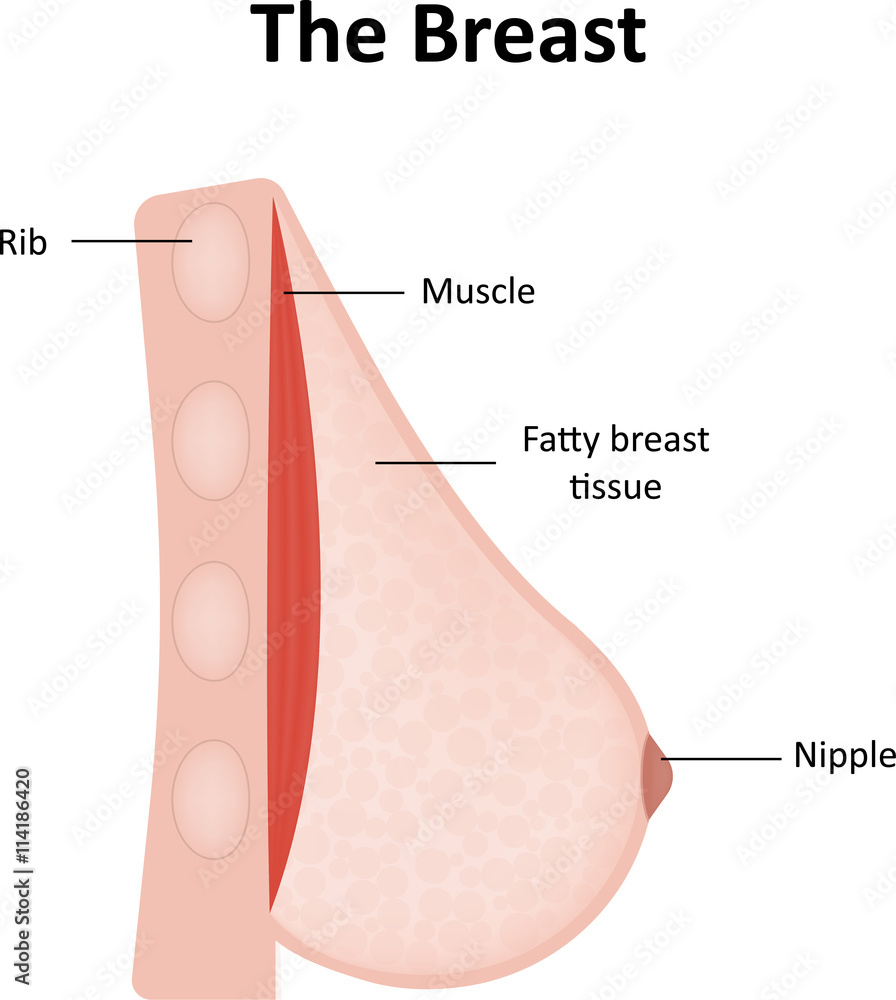 The Breast Labeled Diagram Stock Illustration