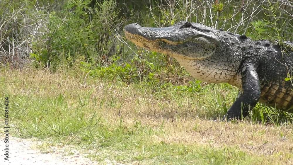 Injured American Alligator Crossing a Path Injured American Alligator Crossing a Path