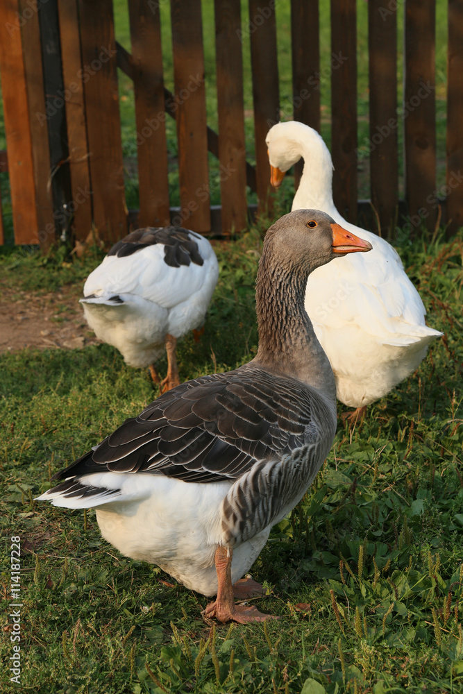 Obraz premium Geese on the farm. Shooting outdoors. Rustic theme. Flock of standing fresh green grass.