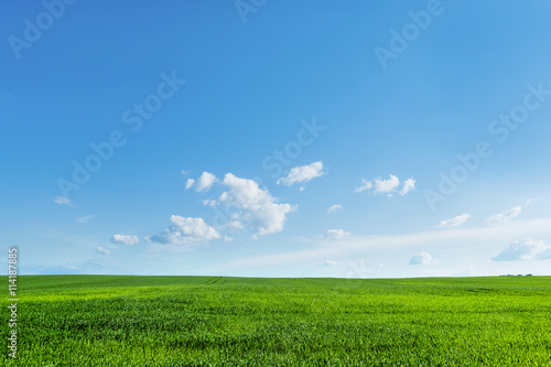 Countryside field natural background. Green grass and blue sky.