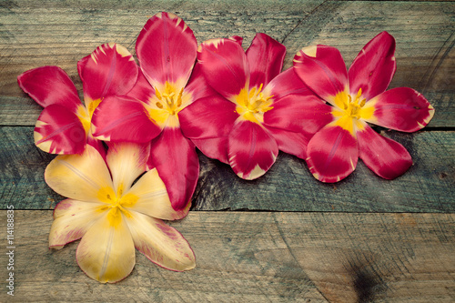 Colorful tulip heads