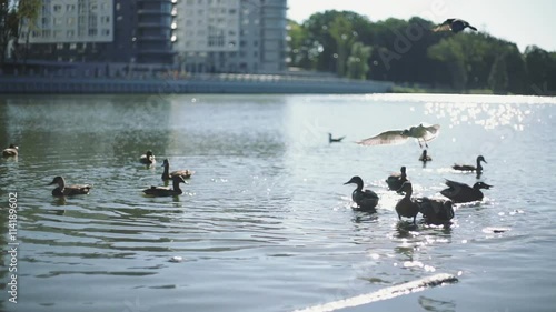 Birds duck seagulls Lake