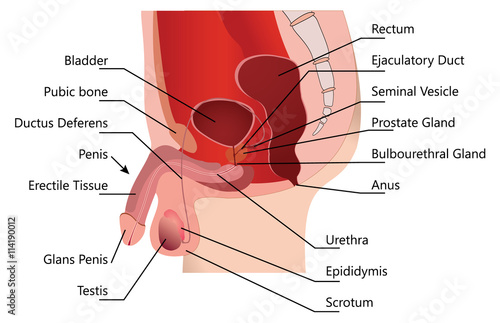 Male Reproductive System in Median Section on white Background