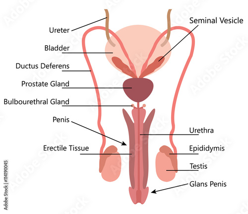 Male Reproductive System Vector Diagram on white Background