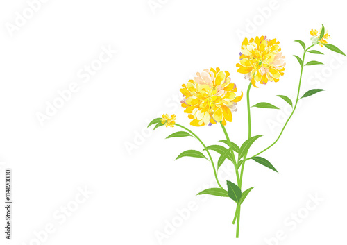 yellow dahlia flowers isolated on white backgorund