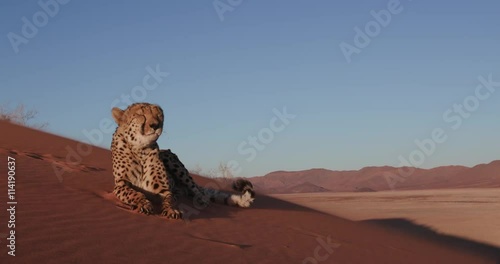 4K Cheetah looking at camera and lying on the red sand dunes of the Namib desert