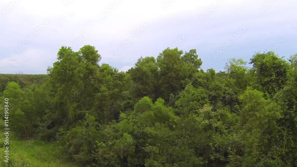 Thai jungle trees, aerial fly by video Thai jungle trees, aerial fly by video