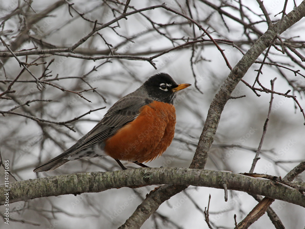 An American Robin (Turdus migratorius) perched in a tree. Shot in Cambridge, Ontario, Canada.. An American Robin (Turdus migratorius) perched in a tree. Shot in Cambridge, Ontario, Canada..