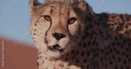 4K Close-up portrait of Cheetah