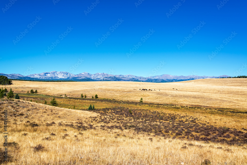 Dry fields with the Bighorn Mountains visible in the background near Buffalo, Wyoming