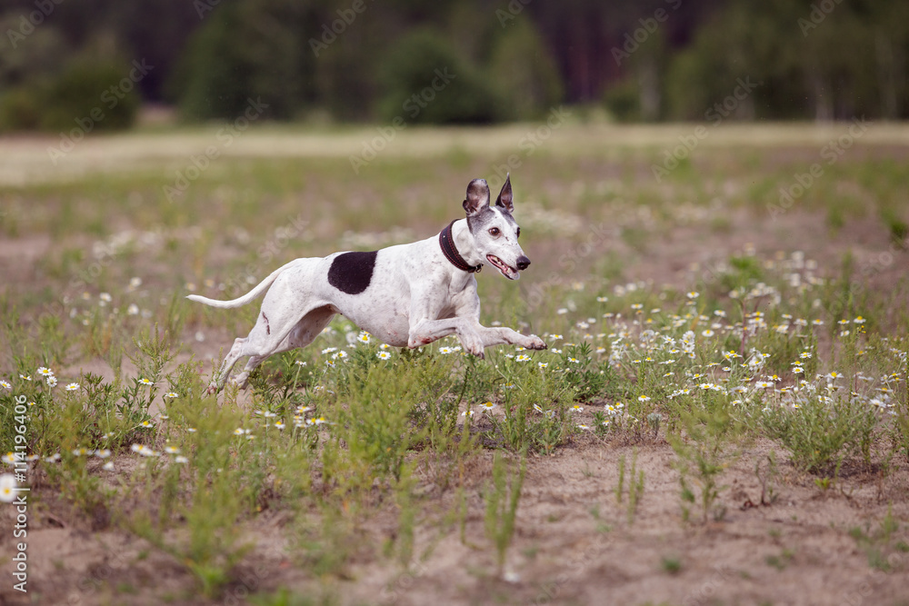 Fototapeta premium Coursing. Whippet dog running in the field