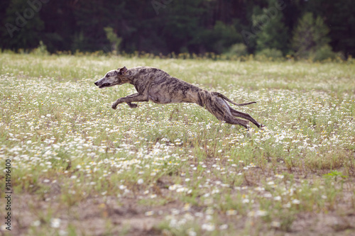 Coursing. Whippet dog running in the field © krushelss
