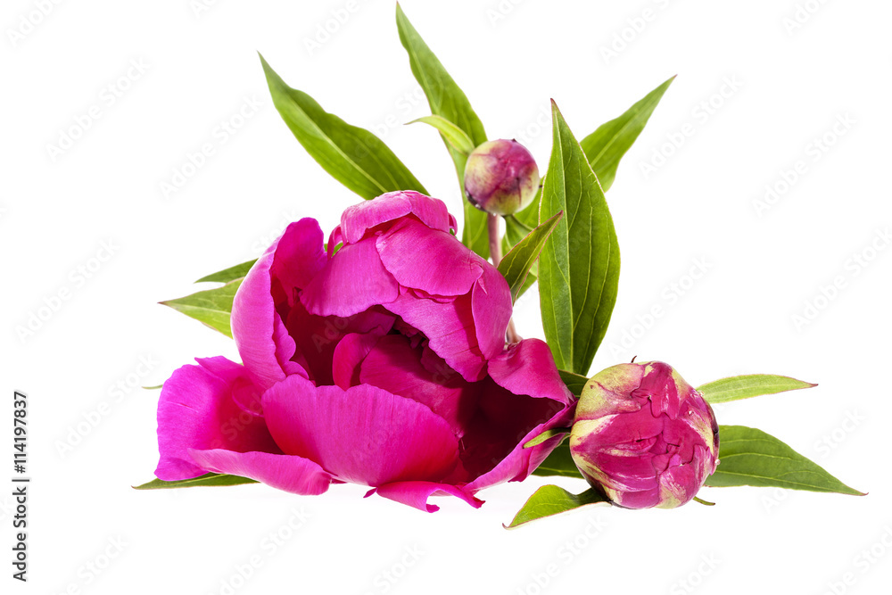 pink flowers of peony isolated on white background pink flowers of peony isolated on white background