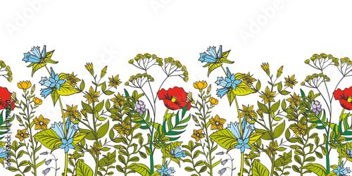 Seamless vector floral border with colored herbs and wild flowers. Herbal foliage aromatic flower and illustration organic flower seamless