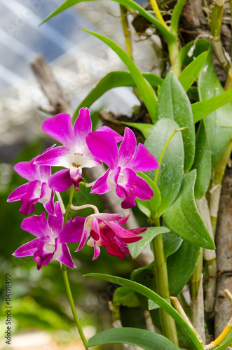 Pink orchid flower in the garden