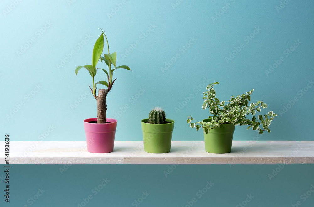 青い背景と観葉植物 青い背景と観葉植物