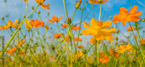 image of orange and yellow cosmos flowers in garden field on day © coffmancmu
