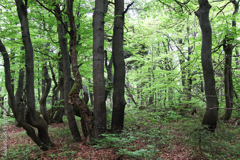 Obraz premium Twisted trunks of beech trees - old beech forest