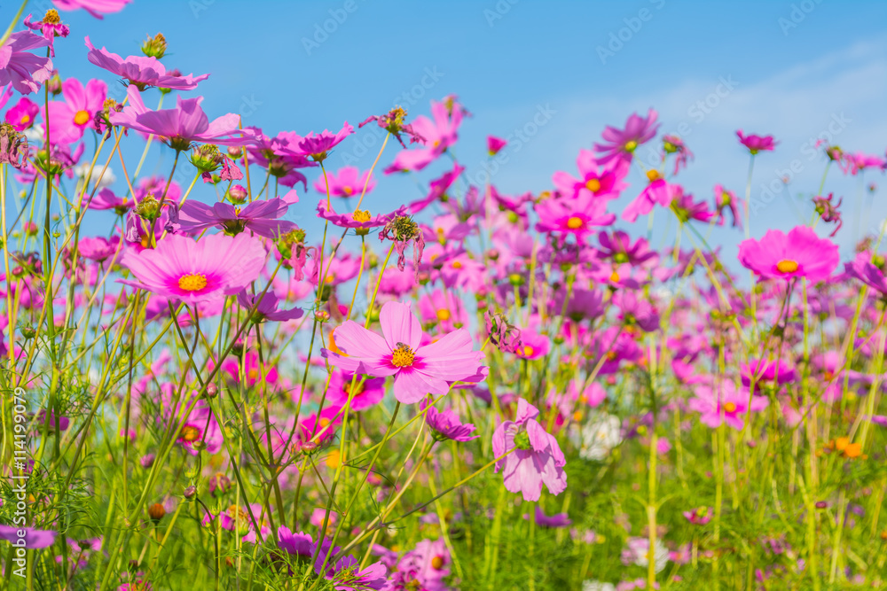 image of Group of Purple cosmos flower in the field.